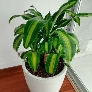 Macetero de Fibra de Vidrio Cónico con Planta y Abono